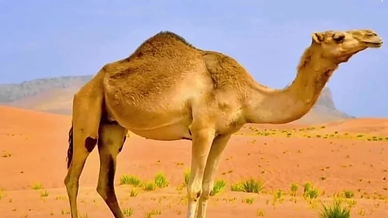 راعي إبل: هناك لغة للإبل تستجيب لها مع البشر ... فيديو