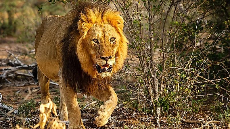 جلسة تصوير مع أسد تتحول إلى كارثة