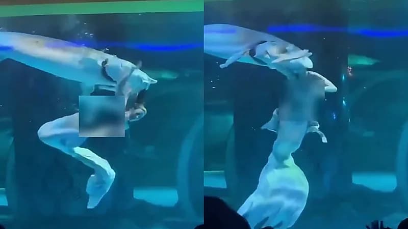 سمكة عملاقة تحاول ابتلاع سباحة روسية.. فيديو