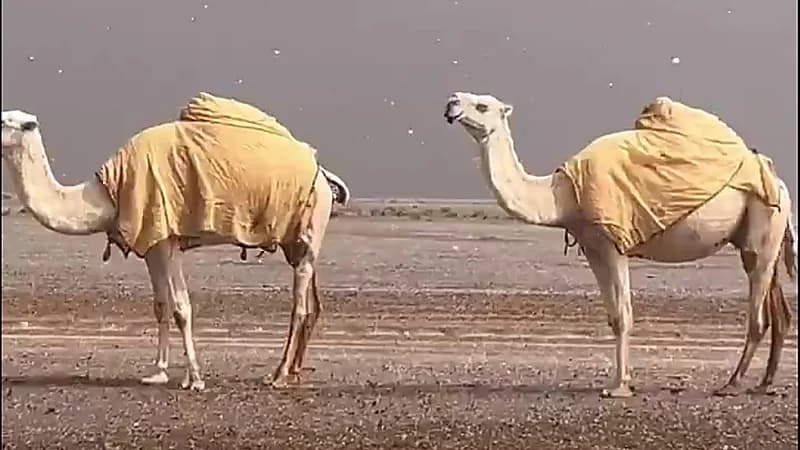 مشهد بديع لتساقط أمطار القوز جنوب شرق الحناكية .. فيديو