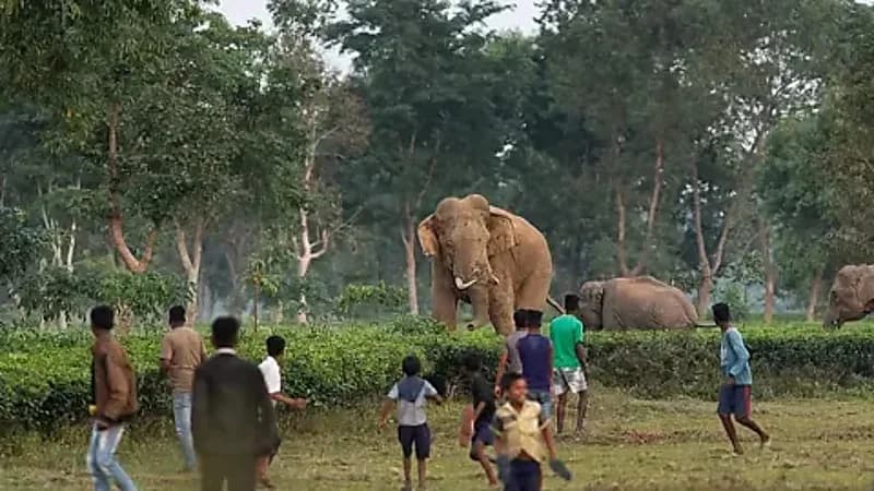 أفيال تقتل 3 أشخاص وتصيب 30 آخرين في احتفال بالهند.. فيديو