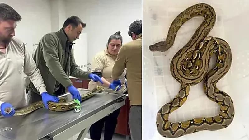 ضبط ثعبان بطول 3 أمتار مخبأ داخل حافلة ركاب