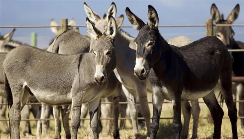 فيديو صادم لذبح حمير يشعل الغضب في مصر والأمن يتدخل .. فيديو