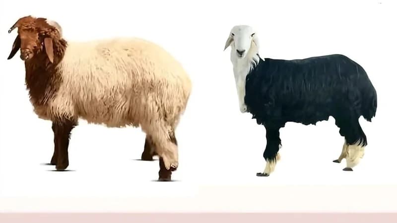 الفرق بين الخروف النعيمي والنجدي