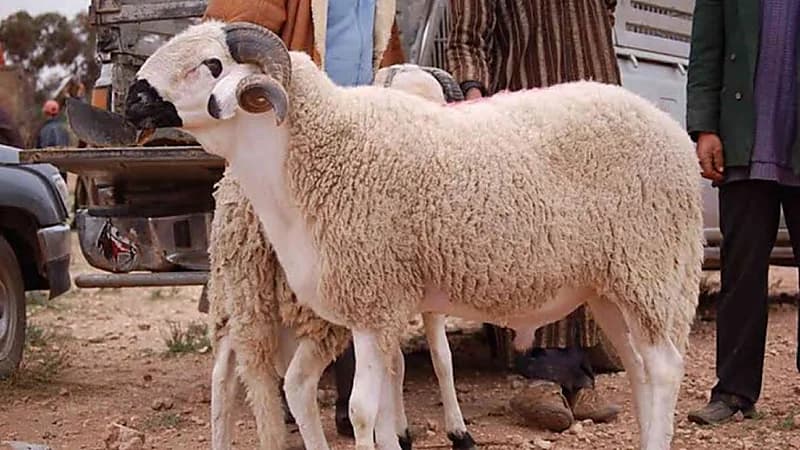 حكم توكيل الجمعيات الخيرية الموثوقة في إخراج الأضحية.. فيديو