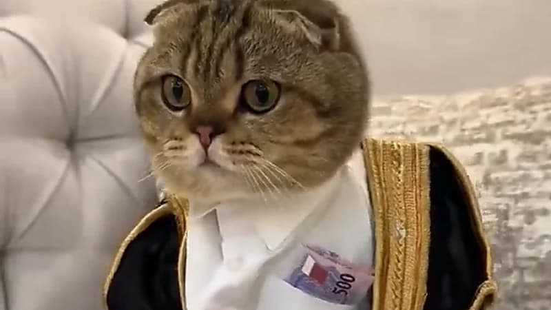 قط "كاشخ" بالبشت والثوب يجمع العيديات يخطف الأضواء في مواقع التواصل .. فيديو