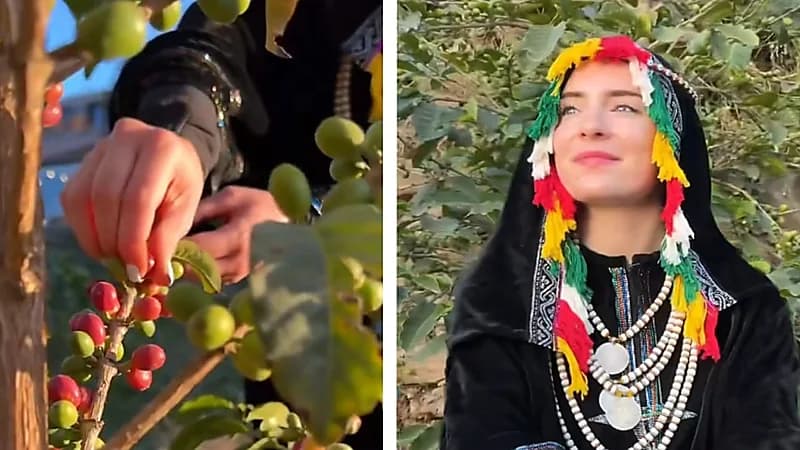 سائحة تستمتع بالأجواء الريفية في جبال فيفا وتشارك في قطف القهوة .. فيديو
