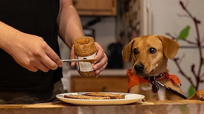 5أطعمة شائعة خطر تقديمها لحيوانك الأليف