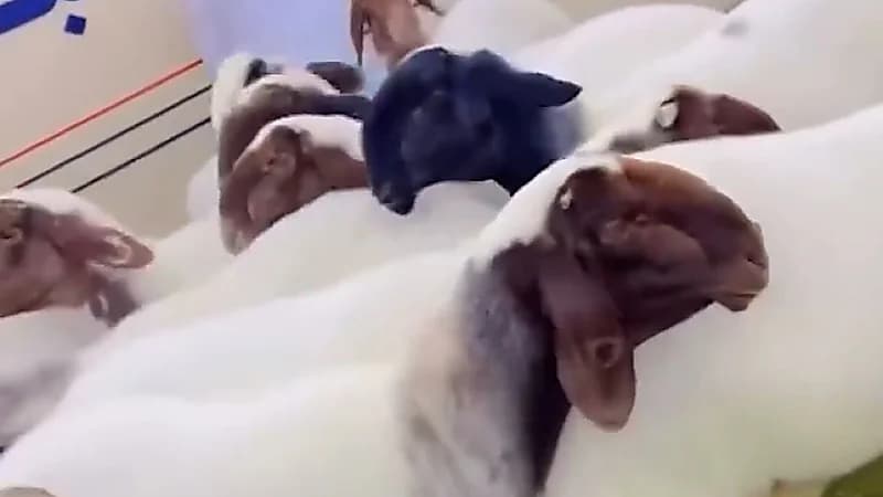 مالك غنم يرفض بيع منقيته النادرة رغم وصول السوم إلى 105 آلاف دينار  .. فيديو