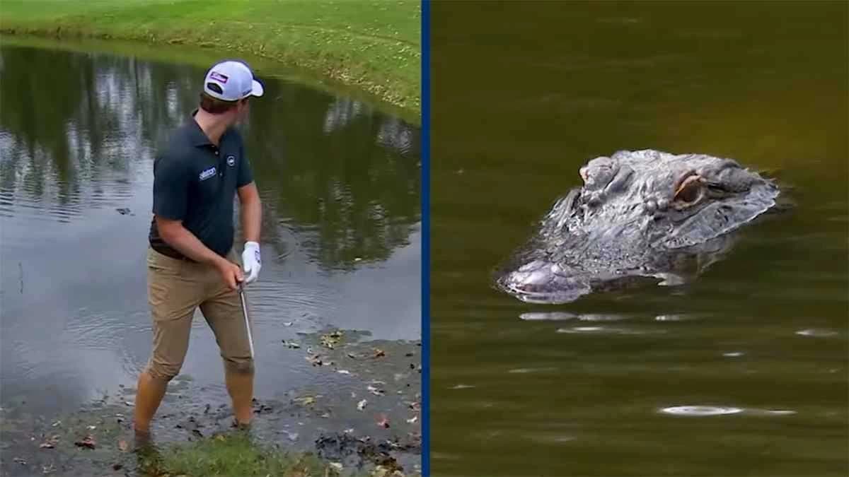 تمساح يثير الذعر في بطولة غولف بعد اقترابه من لاعب أثناء التسديد .. فيديو
