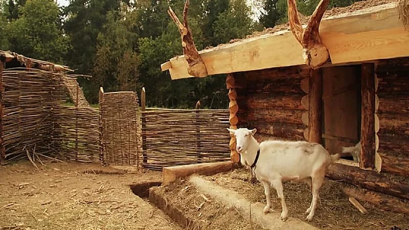 شاهد.. ماعز باكستانية تدخل موسوعة غينيس للأرقام القياسية