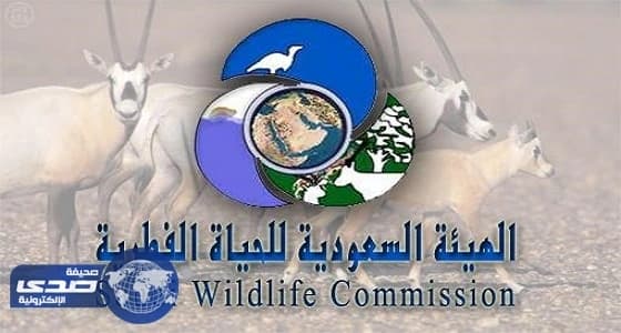 الهيئة السعودية للحياة الفطرية تعلن عن وظائف جوالين محميات