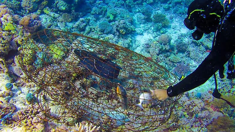 بالصور.. إنقاذ كائن بحري علق في فخ صيد بينبع