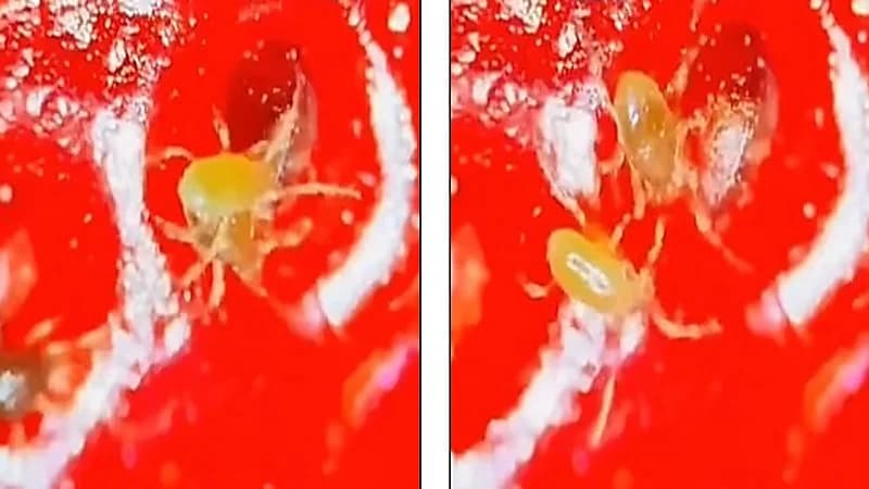 بالفيديو.. "سوس" يعيش على سطح فاكهة الفراولة