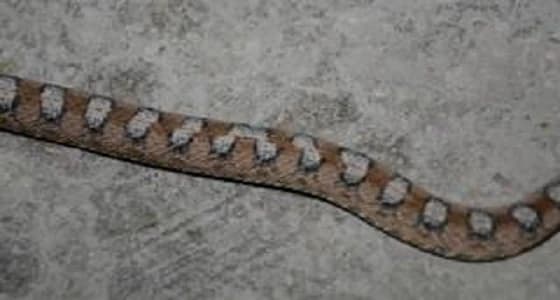 بعد أن ذهب الكثير ضحية لدغات الأفاعي.. أهالي الرميضة يطالبون بطوارئ 24 ساعة