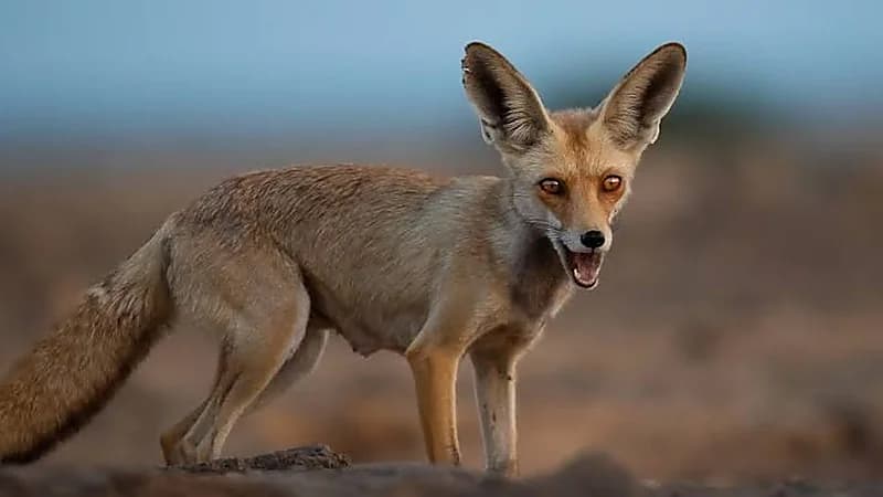 فيديو..السيطرة على ثعلب عربي داخل حي سكني بالجبيل