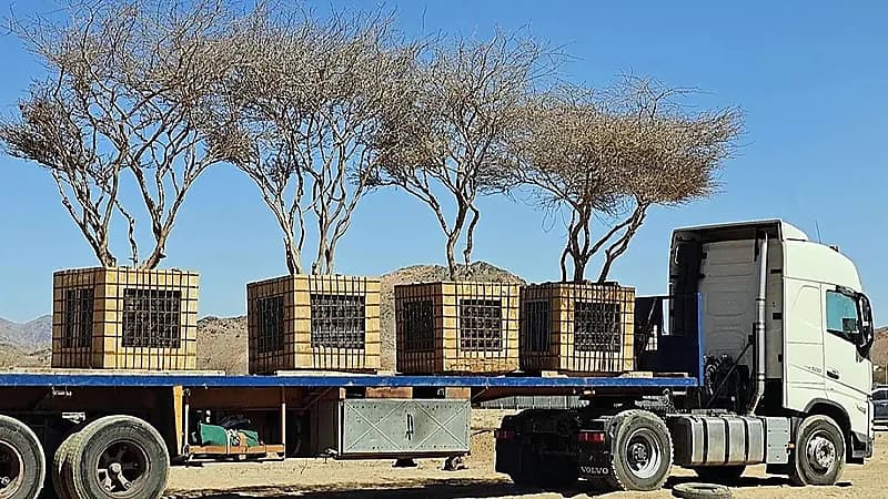 نقل 5 أشجار مُعمّرة في المدينة المنورة إلى مناطق تنمية الغطاء النباتي
