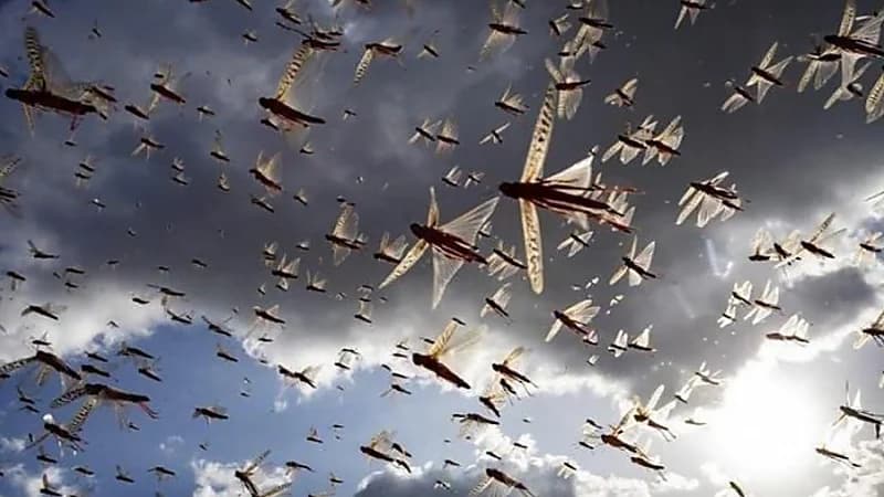 سرب جراد يتسبب في إلغاء حفل زفاف.. فيديو