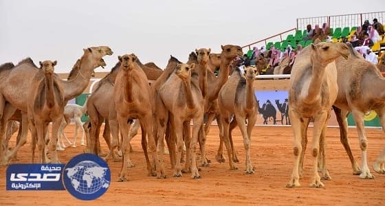 رصد مجموعة من المتسللين ليلاً إلى إحدى حظائر الإبل بمهرجان الملك عبدالعزيز