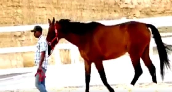 بالفيديو.. جانب من استعدادات بطولة الدرعية لقفز الحواجز