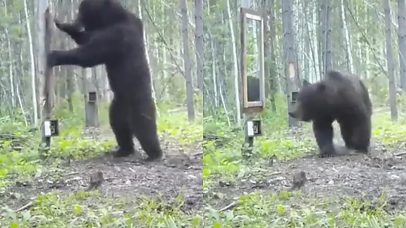 بالفيديو.. ردة فعل غريبة لـ "دب" يفاجأ بنفسه في المرآة