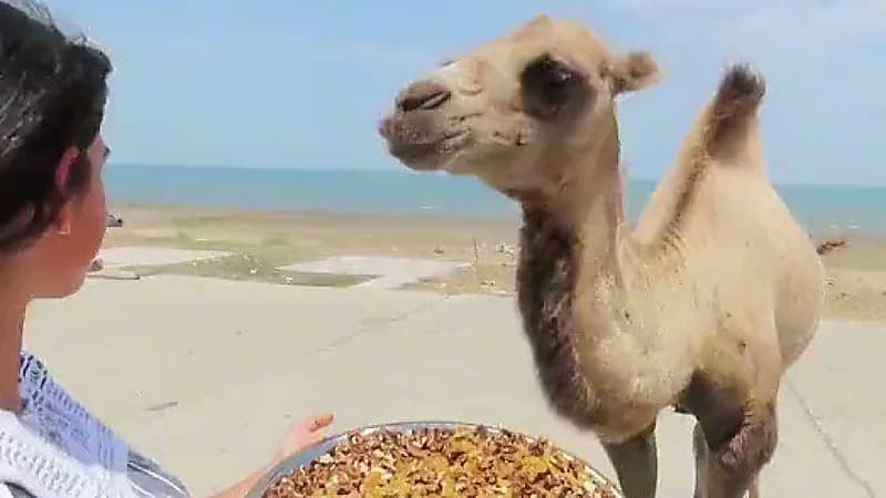 فتاة تطعم ناقة مكسرات والجمهور: ناقص تجيب لها تشيز وزمزمية قهوةً .. فيديو