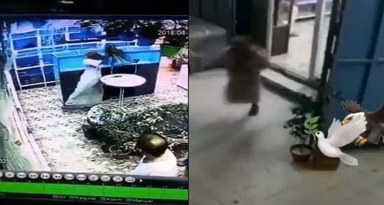 بالفيديو.. لصان يسرقان " مكاو " من محل لبيع الطيور