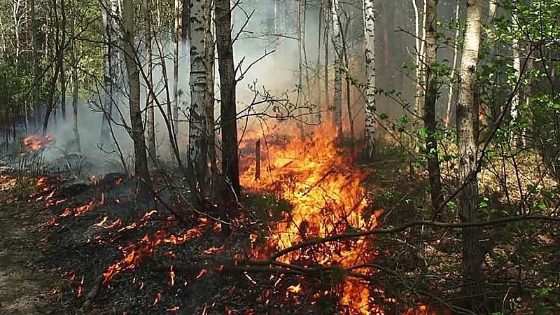 استمرار حرائق غابات تشيلي وارتفاع الإصابات إلى 22 قتيلاً