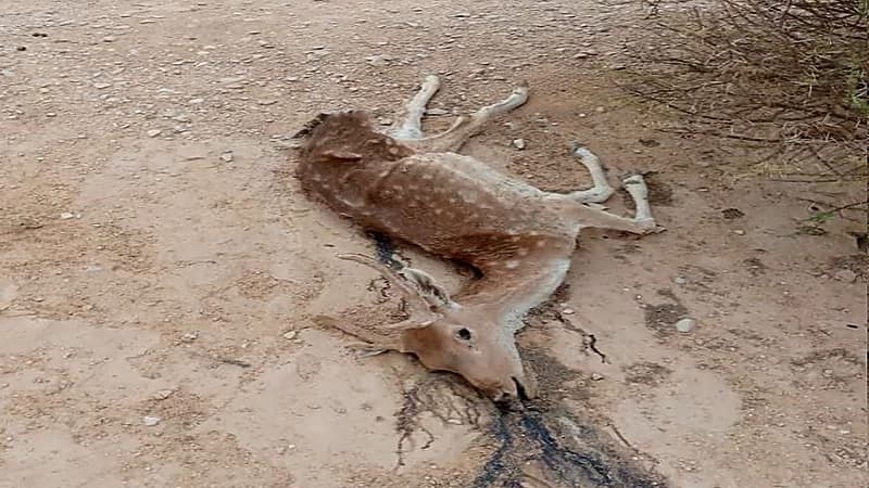 العثور على غزال نافق بمحافظة الدلم