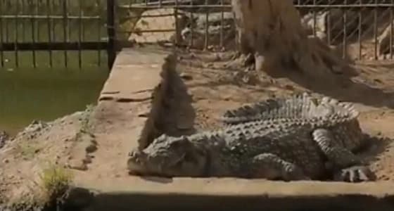 شاهد.. أضخم الزواحف في العالم