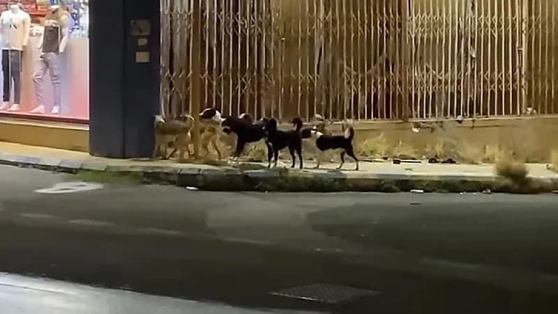 انتشار الكلاب الضالة والقرود يثير ذعر الأهالي في أحياء الطائف