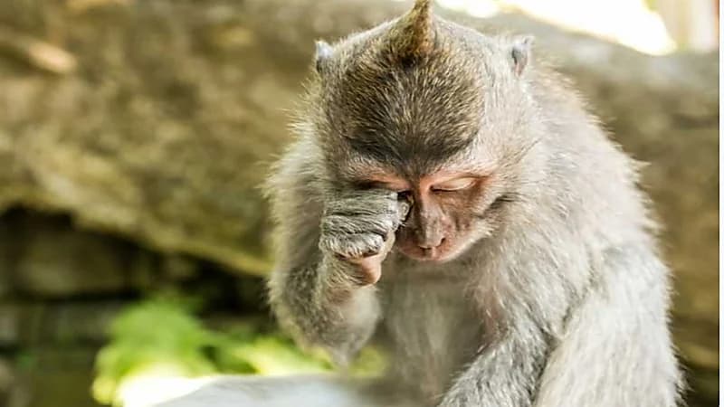 تسميم قردة في البرازيل بسبب "الجدري"