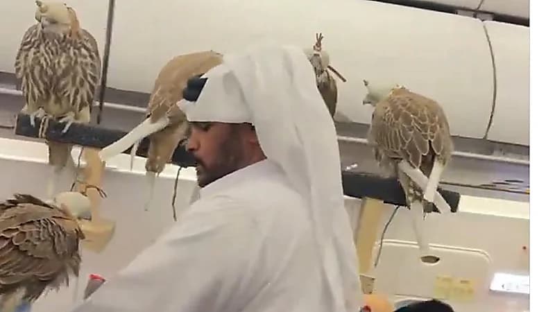 مشهد طريف لشاب يصطحب صقوره معه في الطائرة.. فيديو