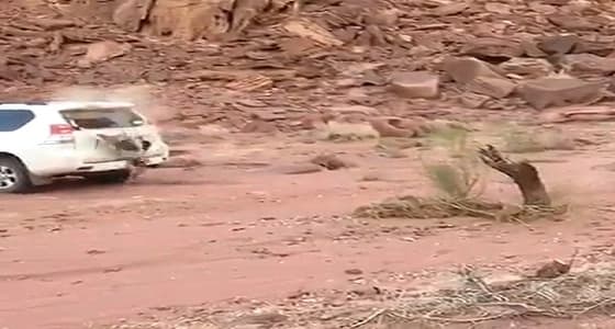 بالفيديو.. شاب حاول اقتلاع فرع شجرة بمركبته فكسر زجاجها