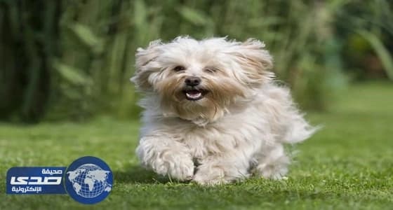 كلب يلتهم أصابع قدم صاحبه أثناء نومه