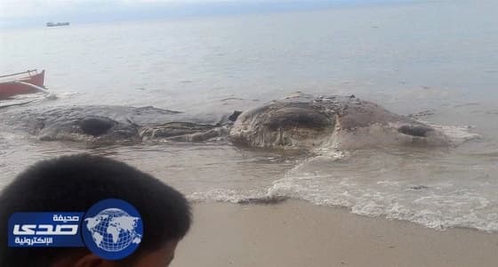 بالفيديو.. مخلوق غامض يثير الذعر بين الأهالي