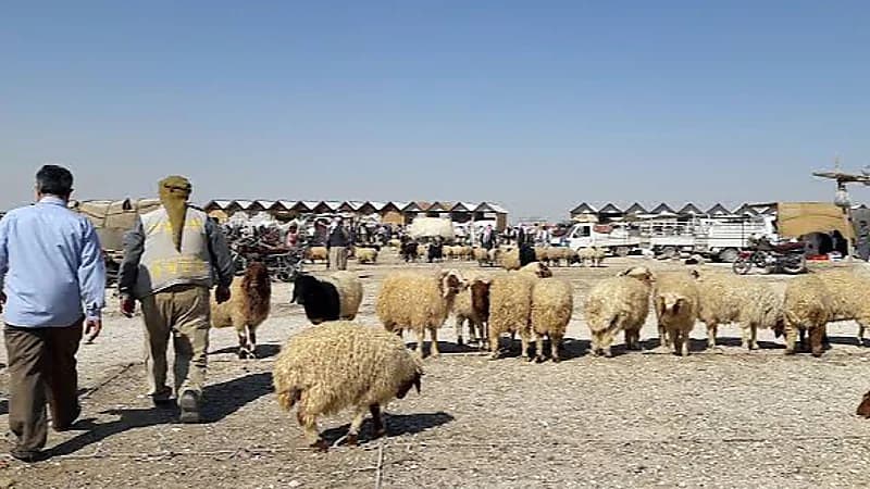 عمليات تجميل وبوتوكس للخراف في سوريا لرفع أسعارها