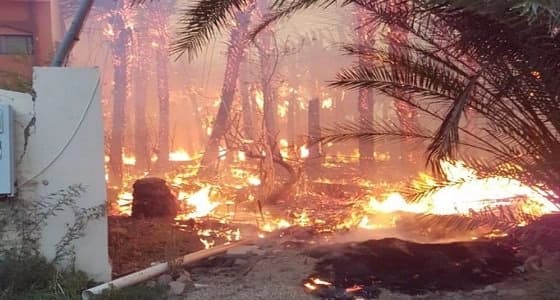 مشهد مروع.. شاهد لحظة اشتعال النيران في النخيل بدومة الجندل