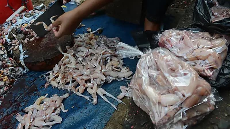 امرأة تلتهم 350 ألف ضفدع تثير غضبًا واسعًا عبر مواقع التواصل