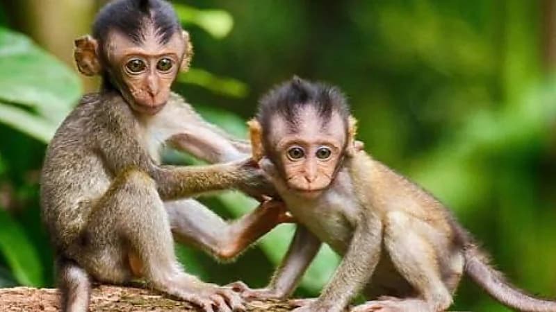 إعدام قرد عضو في عصابة دولية خطيرة يقوم بضرب السكان