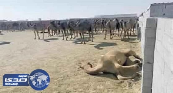 البيئة : مادة سامة وراء نفوق إبل الخفجي 