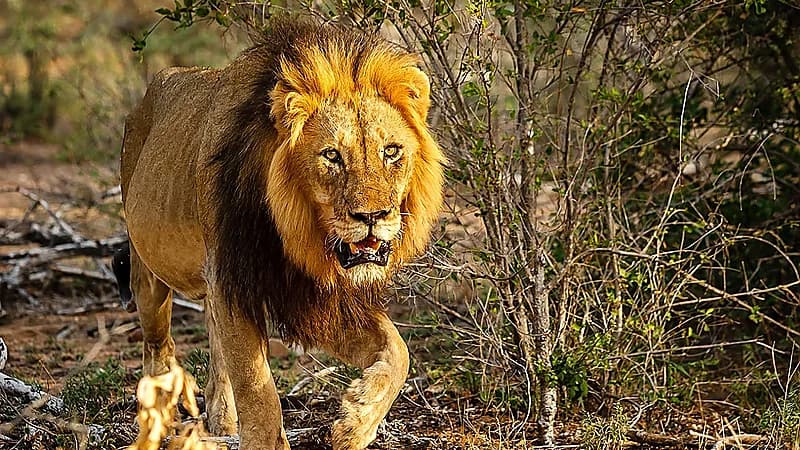 جزائري يشعل مواقع التواصل بعد تبنيه أسدًا نادرًا في منزله .. فيديو