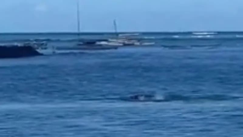 شاهد.. سيدة تتعرض لهجوم مفاجئ من كلب البحر