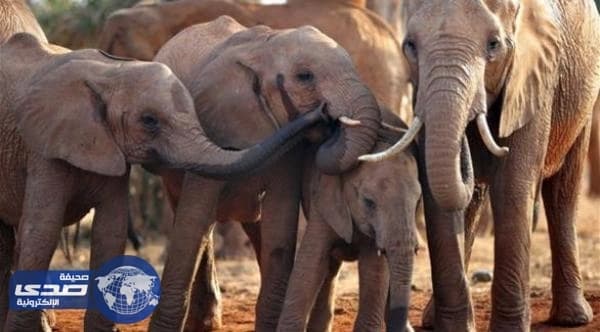 بالفيديو.. فيل يُمارس كرة القدم في شارع بالهند