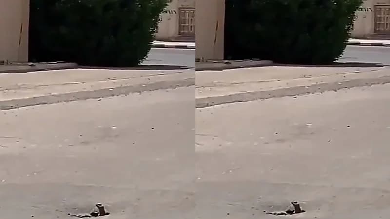 بالفيديو.. "ضب" يختبئ في حفرة صغيرة بالإسفلت وسط المناطق السكنية