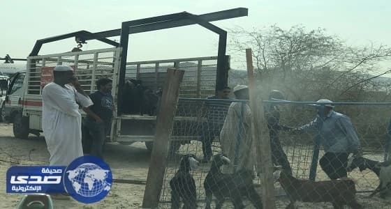 بالصور.. حملة مكثفة لإجلاء الحظائر المخالفة ببلدية الشوقية