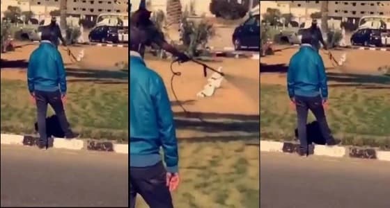 " الطائف " تعلق على فيديو التزيين المزيف لحدائقها