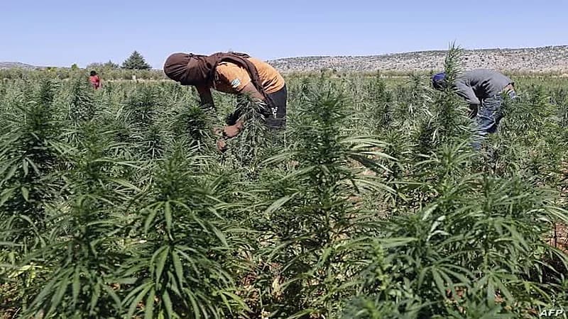 مزارعو لبنان يتحولون إلى زراعة الحشيش بدلًا من البطاطس