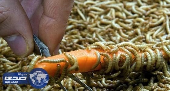 العلماء يستعينون بالديدان لتحديد أعمار البشر