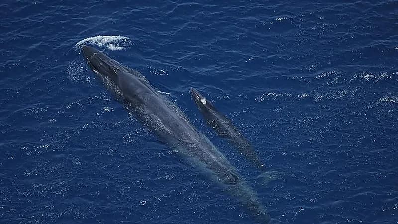 توثيق 84 ألف طائر بحري و1219 كائناً بحرياً كبيراً خلال 2025 .. صور